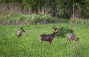 Spring Roe Spring Roe