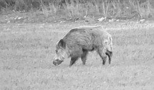 Bergara Jabalí comiendo Jabalí comiendo