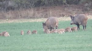 Piara de jabalis Bergara Piara de Jabalís
