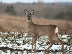 Ciervo Recechos y esperas Deer Stalker