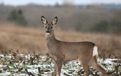 Deer Stalker
