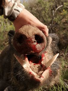 Bergara España haul hunters